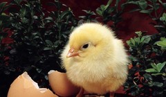 Một con gà “cõng” 14 loại phí: Bộ Nông nghiệp đề xuất “giải cứu”