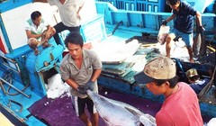 Về hiệu quả khai thác biển, Việt Nam chỉ bằng 1/94 của Nhật Bản 