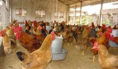 Chính thức bỏ 14 loại phí trên gà