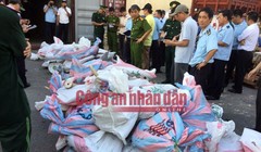 Kiểm đếm các bao tải ngà voi. 