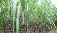 Mía đường Lam Sơn có thêm cổ đông lớn