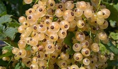 “Nho chuỗi ngọc” khiến dân Hà thành phát sốt: Thực chất là...cây dại! 