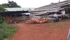 Bên trong xưởng gỗ của Công ty Bảo Hoàng tại làng Nú, xã Ia Nan (Đức Cơ, Gia Lai) bị kiểm tra đột xuất - Ảnh: B.D.