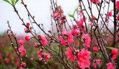 Sẽ được nghỉ 9 ngày Tết Bính Thân 2016