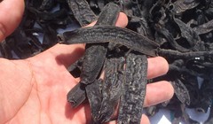 Bắt vụ vận chuyển 72 kg đỉa sấy khô từ Campuchia vào Việt Nam