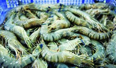 Cảnh báo tôm, cá bẩn từ Đài Loan, Ấn Độ nhập khẩu vào Việt Nam