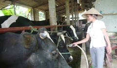 Giá sữa bò Việt Nam cao nhất thế giới