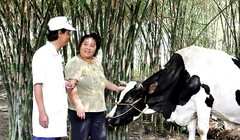 Vinamilk cam kết thu mua sữa nguyên liệu với giá không đổi