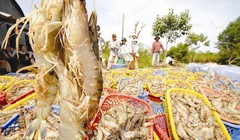 Xuất khẩu thủy sản đang gặp bất lợi do nguồn nguyên liệu không đảm bảo chất lượng, vệ sinh. Ảnh: LÊ HOÀNG VŨ