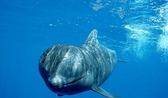 Những hình ảnh đầy ám ảnh về mùa săn cá voi tại Nhật Bản