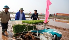 Bí thư Hà Nội xắn quần đi cấy đầu năm