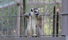 Vượn cáo đuôi khoang được nhốt trong chuồng ở Vinpearl Safari Phú Quốc. Ảnh: Việt Tường.