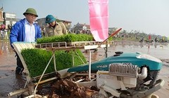 Bí thư Thành ủy Hà Nội Hoàng Trung Hải đi cấy cùng nông dân (Ảnh Vnexpress)