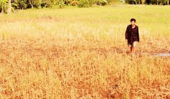 Lúa đã chết nhiều ở đồng bằng sông Cửu Long Ảnh: V.T.