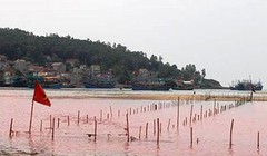 Thủy triều đỏ xuất hiện ở Nghệ An