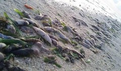 Cá chết hàng loạt trên đảo Thị Tứ. Ảnh: KALAYAAN ATIN TO