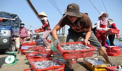 Ngư dân Quảng Trị vận chuyển cá lên bờ sau chuyến đánh bắt hải sản ngoài khơi xa.