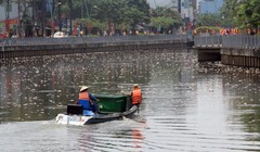 Xác cá nổi trắng mặt kênh Nhiêu Lộc - Thị Nghè đoạn gần cầu Trần Quang Diệu - Ảnh: Q.Khải