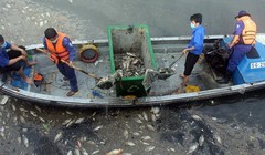 Các công nhân vớt xác cá nổi trên kênh Nhiêu Lộc - Thị Nghè đoạn gần cầu số 5 sáng 18-5 - Ảnh: Q.Khải
