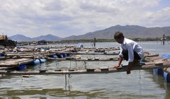 Nhiều hộ dân phải bỏ hoang lồng bè vì cá chết do ô nhiễm trên sông Chà Và - Ảnh: Đ.Hà