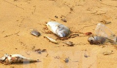 Đã xác định được nguyên nhân cá chết hàng loạt ở miền Trung