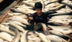 Thực hư thông tin cá chết hàng loạt ở Lý Sơn do bị đầu độc