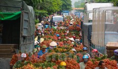 Với sản lượng ước đạt trên 130.000 tấn, mùa vải năm nay tại Bắc Giang giảm hơn so với cùng kỳ năm ngoái. (Ảnh: Minh Sơn/Vietnam+)