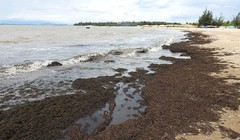 Xác rong biển trôi dạt vào bờ
