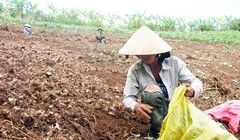 Những nông dân trồng dong riềng trên đất dốc của Tây Nguyên. Ảnh: T.T.H