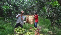 Thu hoạch bưởi ở Vĩnh Long. Ảnh: Hòa Bình