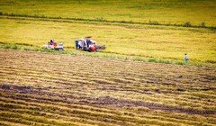 Thu hoạch vụ hè - thu tại Hậu Giang. Ảnh Lý Anh Lam 