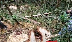  Phó Chủ tịch UBND tỉnh Quảng Nam Lê Trí Thanh kiểm tra thực địa vụ phá rừng pơ mu tại khu vực biên giới xã Chà Vàl, huyện Nam Giang