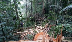 Hơn 60 cây pơ mu hàng trăm tuổi ở khu vực biên giới bị chặt hạ: Ảnh: Tiến Hùng.