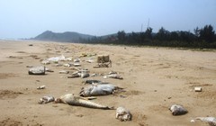 Dù sự cố thảm họa môi trường biển xảy ra đã lâu và Chính phủ cũng yêu cầu xử lý nghiêm những cá nhân, tổ chức liên quan thế những tỉnh Hà Tĩnh mới chỉ có một cá nhân tự nhận hình thức kỷ luật nhưng vẫn còn quá nhẹ