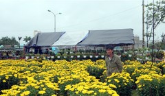 Những ngày cận Tết, trời mưa kéo dài tại nhiều tỉnh miền Trung nên lượng người mua giảm. Sáng 26/1 (29 Tết), trời rực nắng khiến mặt hàng này sôi động trở lại.