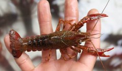 Tôm hùm đỏ Trung Quốc nuôi tại Đồng Tháp. Nguồn: Internet