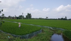 Ruộng đất được phân chia bình quân là đặc trưng của quản lý đất đai tại nông thôn Việt Nam. Ảnh: Quốc Dũng.