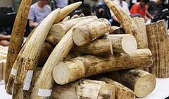 Ngà voi tang vật trong một vụ án. Ảnh minh họa, nguồn: Vietnamnet