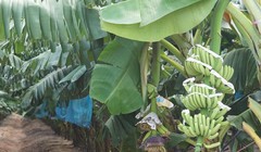 Nông nghiệp đang là cứu cánh của HAG. Ảnh: VietnamBiz