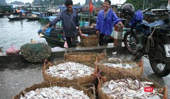 VASEP muốn Việt Nam "làm thực" Chương trình chống khai thác bất hợp pháp của EU (IUU). Ảnh: Quốc Dũng 