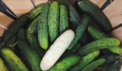 Dưa chuột "bạch tạng" có độ giòn và ngon hơn dưa chuột truyền thống (Ảnh: OC)