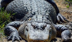 Cá sấu cũng có khả năng mọc lại đuôi (Ảnh: BGR)