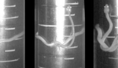 Cách thức di chuyển mới của roài rắn (Ảnh: Science Alert)