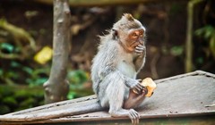 Những con khỉ tại đến Uluwatu, Bali rất tinh ranh (Ảnh: The Guardian)