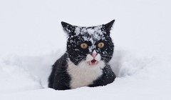 Các nhà khoa học mới đây đã tìm ra cách hạn chế việc những chú mèo săn bắt và mang xác động vật về nhà (Ảnh: BGR)