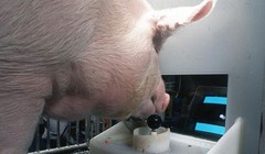 Nghiên cứu cho thấy heo cũng có thể chơi game (Ảnh: Smithsonianmag)