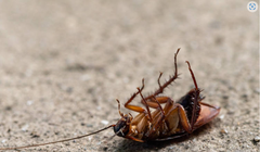 Thả 100 con gián vào nhà và bạn sẽ nhận ngay 2.000 USD (Ảnh: OC)