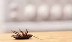 Có thể dùng thiết bị laser để tiêu diệt gián (Ảnh: News Week)