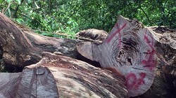 Đã có 16 cây gỗ đứng đường kính lên đến hơn 1,4m bị chặt hạ tại khu du lịch Nhất Lâm Thủy Trang Trà, thuộc rừng Sơn Trà