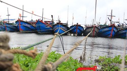 Tính đến thời điểm hiện tại, Đà Nẵng đã có hơn 1.700 phương tiện/6.500 lao động của các tỉnh đã vào neo đậu tại bờ.